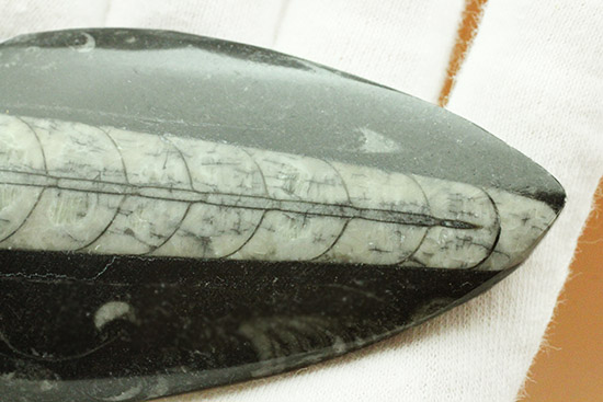 ファーストコレクションとしてもお勧めのオルソセラス化石(Orthoceras)(その4)