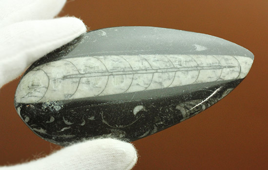 ファーストコレクションとしてもお勧めのオルソセラス化石(Orthoceras)(その5)