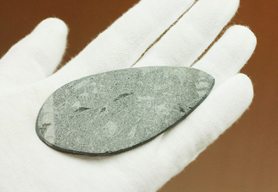 ファーストコレクションとしてもお勧めのオルソセラス化石(Orthoceras)(その6)