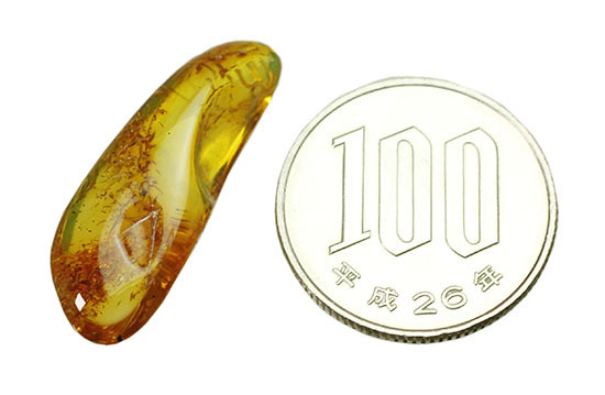 虫が一匹内包されています！バルト海産の虫入り琥珀(Amber)（その11）