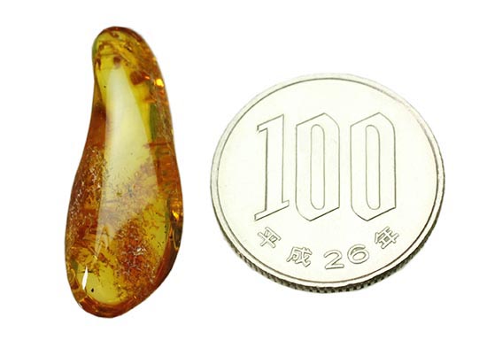 虫が一匹内包されています！バルト海産の虫入り琥珀(Amber)（その12）