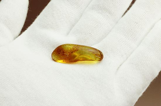 虫が一匹内包されています!バルト海産の虫入り琥珀(Amber)(その5)