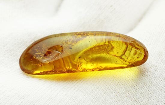 虫が一匹内包されています！バルト海産の虫入り琥珀(Amber)（その6）