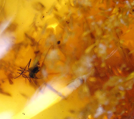 虫が一匹内包されています!バルト海産の虫入り琥珀(Amber)(その9)