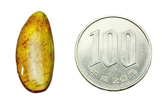 サービスプライス!バルト海産の虫入り琥珀(Amber)(その11)
