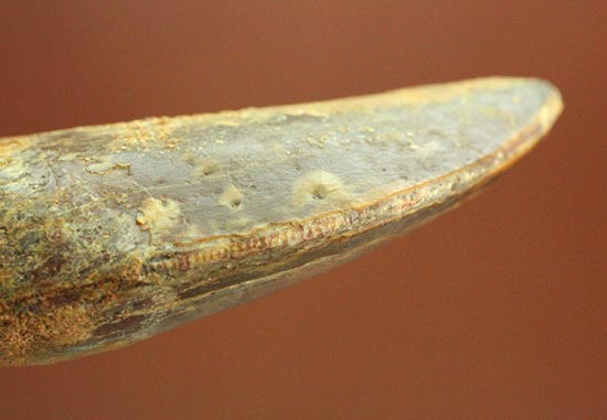まさにナイフの形状をした、肉食恐竜カルカロドントサウルス歯根付き歯化石(Carcharodontosaurus)(その10)