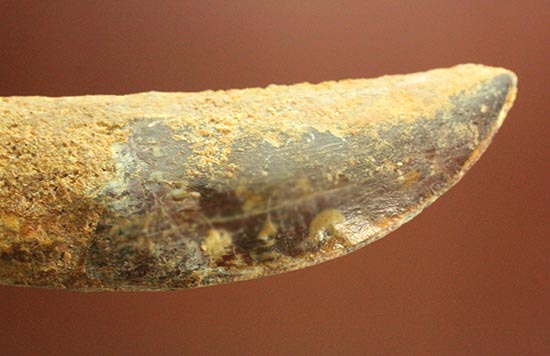 まさにナイフの形状をした、肉食恐竜カルカロドントサウルス歯根付き歯化石(Carcharodontosaurus)(その11)