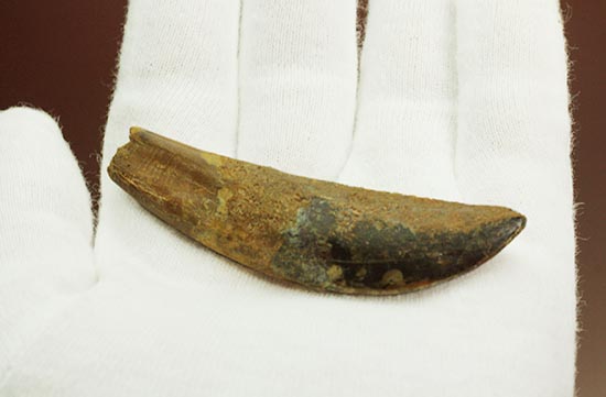 カルカロドントサウルス 歯 歯根付き 牙 肉食恐竜 獣脚類 1368 カルカロドントサウルス 歯 歯根付き 牙 肉食恐竜 獣脚類 1368