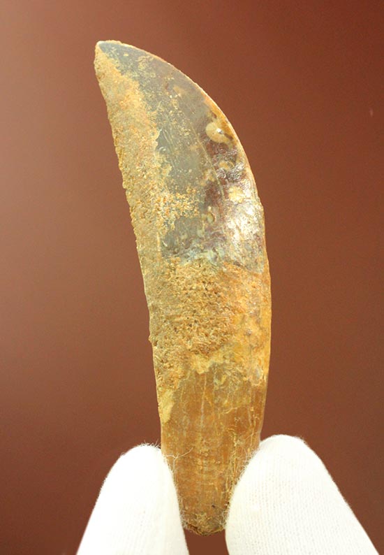 まさにナイフの形状をした、肉食恐竜カルカロドントサウルス歯根付き歯化石(Carcharodontosaurus)(その2)