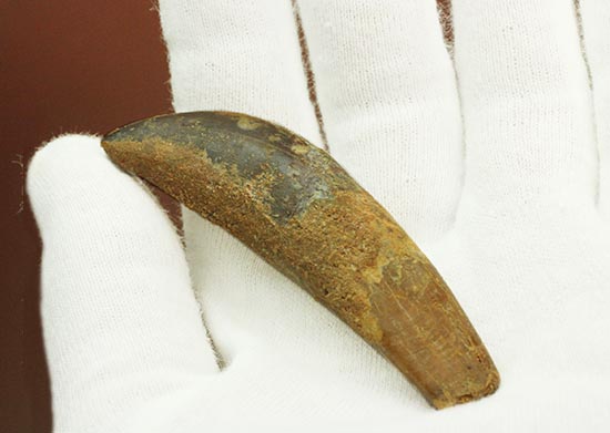 まさにナイフの形状をした、肉食恐竜カルカロドントサウルス歯根付き歯化石(Carcharodontosaurus)(その3)