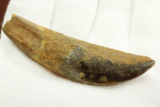 まさにナイフの形状をした、肉食恐竜カルカロドントサウルス歯根付き歯化石(Carcharodontosaurus)(その4)
