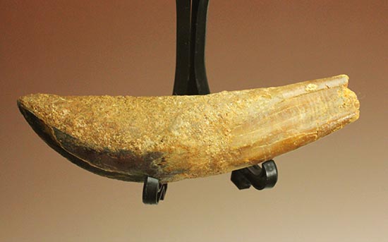 まさにナイフの形状をした、肉食恐竜カルカロドントサウルス歯根付き歯化石(Carcharodontosaurus)(その5)