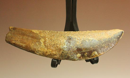 まさにナイフの形状をした、肉食恐竜カルカロドントサウルス歯根付き歯化石(Carcharodontosaurus)(その6)