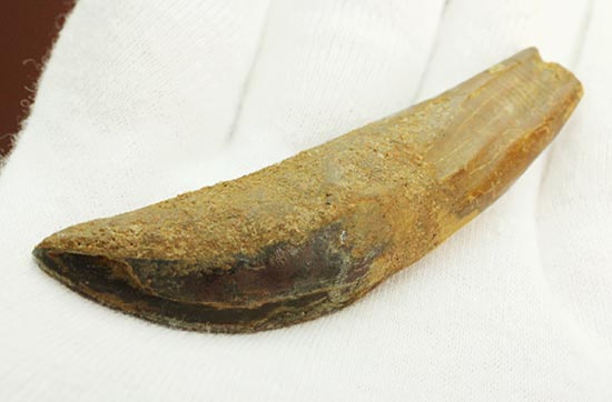 まさにナイフの形状をした、肉食恐竜カルカロドントサウルス歯根付き歯化石(Carcharodontosaurus)(その7)