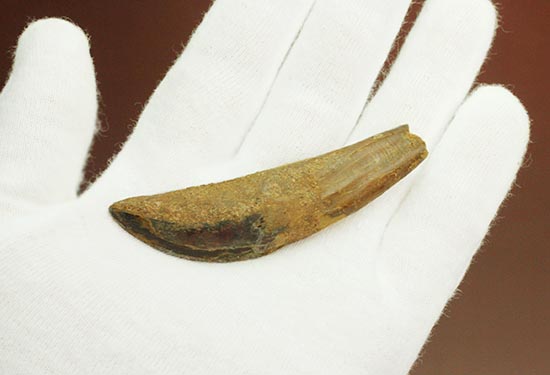 まさにナイフの形状をした、肉食恐竜カルカロドントサウルス歯根付き歯化石(Carcharodontosaurus)(その8)