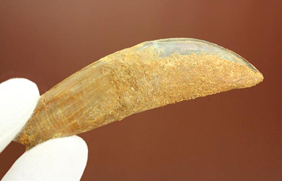 まさにナイフの形状をした、肉食恐竜カルカロドントサウルス歯根付き歯化石(Carcharodontosaurus)(その9)