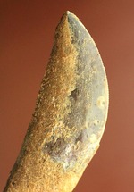 まさにナイフの形状をした、肉食恐竜カルカロドントサウルス歯根付き歯化石(Carcharodontosaurus)