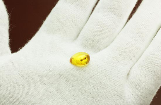 希少!パーフェクトなアリを内包したバルト海産の虫入り琥珀(その3)