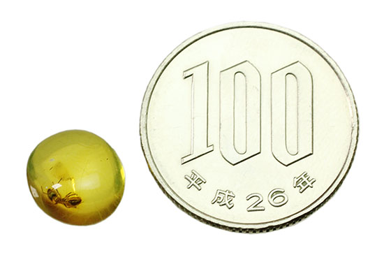 希少!パーフェクトなアリを内包したバルト海産の虫入り琥珀(その8)