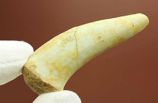 サービスプライス!恐ろしい古代魚エンコダスの歯化石。(その1)