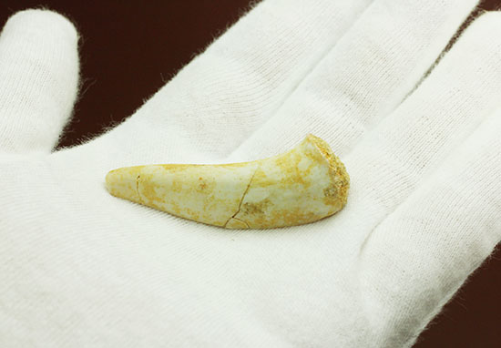 サービスプライス!恐ろしい古代魚エンコダスの歯化石。(その5)