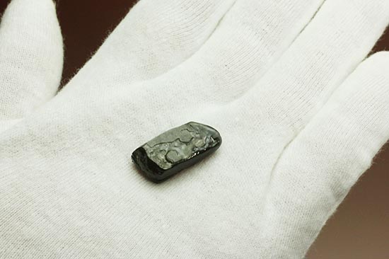 深い青と紫色が美しい、ドロップ型アンモライト化石(Ammolite)(その3)