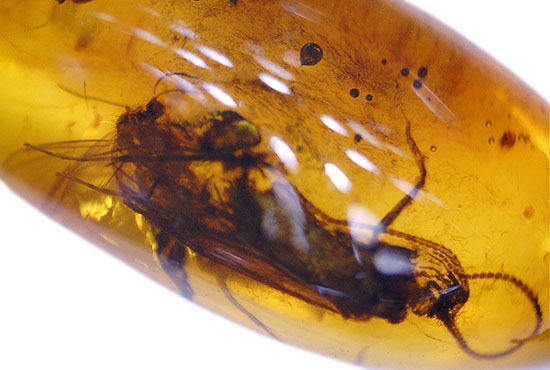 驚きの保存状態。トビケラの触角やハエの複眼まで観察できる、バルト海産の虫入り琥珀(その11)
