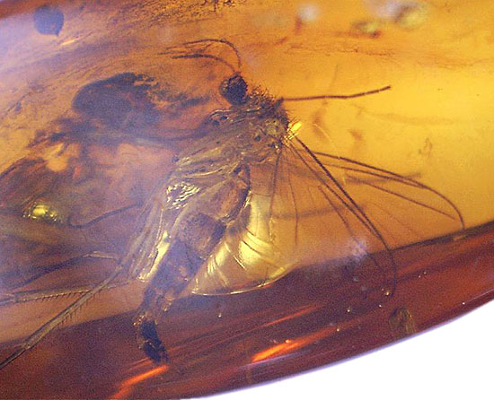 驚きの保存状態。トビケラの触角やハエの複眼まで観察できる、バルト海産の虫入り琥珀(その12)