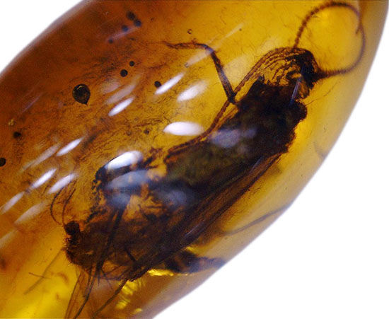 驚きの保存状態。トビケラの触角やハエの複眼まで観察できる、バルト海産の虫入り琥珀(その13)