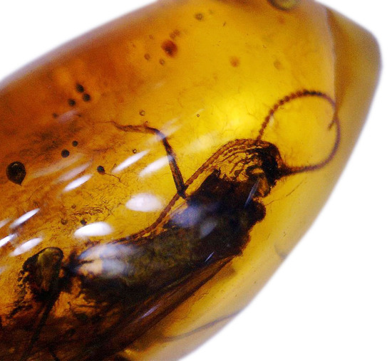驚きの保存状態。トビケラの触角やハエの複眼まで観察できる、バルト海産の虫入り琥珀(その14)