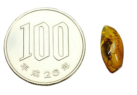 驚きの保存状態。トビケラの触角やハエの複眼まで観察できる、バルト海産の虫入り琥珀(その15)