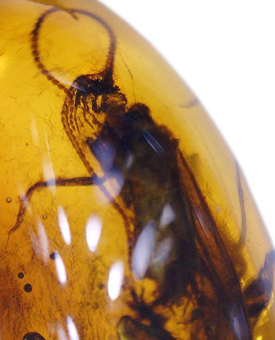 驚きの保存状態。トビケラの触角やハエの複眼まで観察できる、バルト海産の虫入り琥珀(その2)