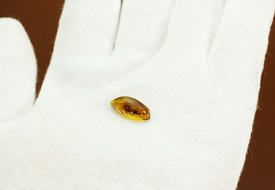 驚きの保存状態。トビケラの触角やハエの複眼まで観察できる、バルト海産の虫入り琥珀(その4)