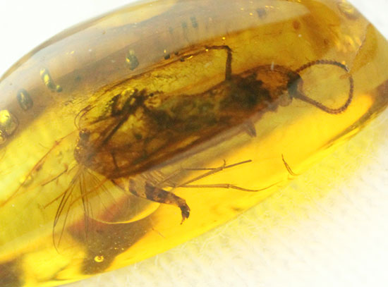 驚きの保存状態。トビケラの触角やハエの複眼まで観察できる、バルト海産の虫入り琥珀(その5)