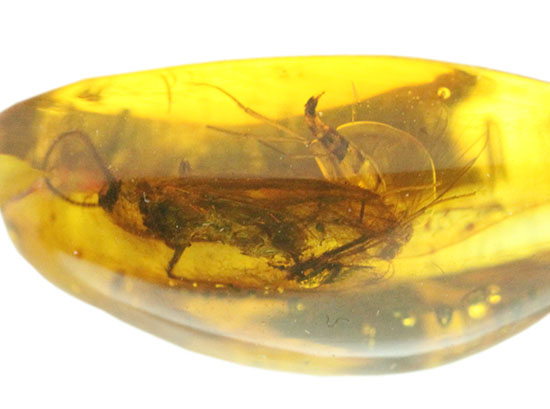 驚きの保存状態。トビケラの触角やハエの複眼まで観察できる、バルト海産の虫入り琥珀(その6)