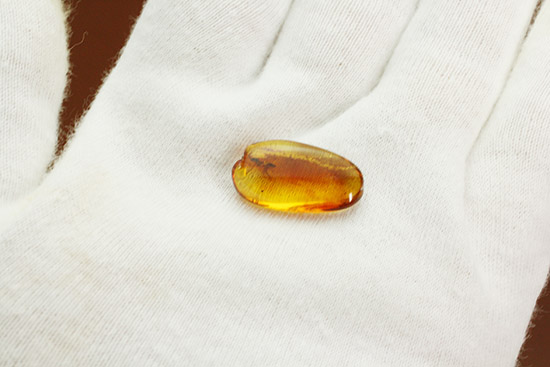 光にかざして見て欲しい!肉眼で確認できるバルト海産の虫入り琥珀(その3)