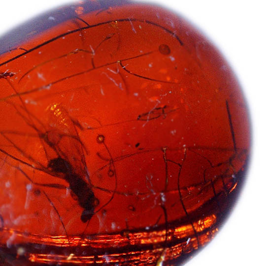 濃いオレンジ色のドミニカ産琥珀。虫と古代の泡を内包しています。(Amber)（その6）