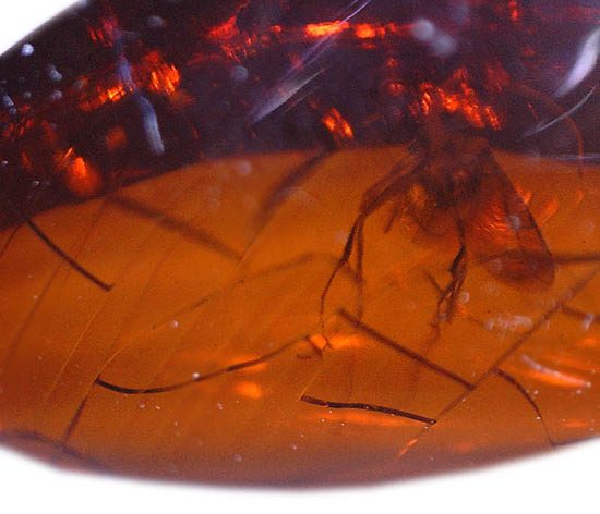 濃いオレンジ色のドミニカ産琥珀。虫と古代の泡を内包しています。(Amber)（その7）