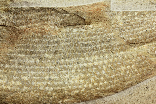 飾り映えします！ニシン目と推察される１億年前の古代魚の化石。ブラジル産。（その14）