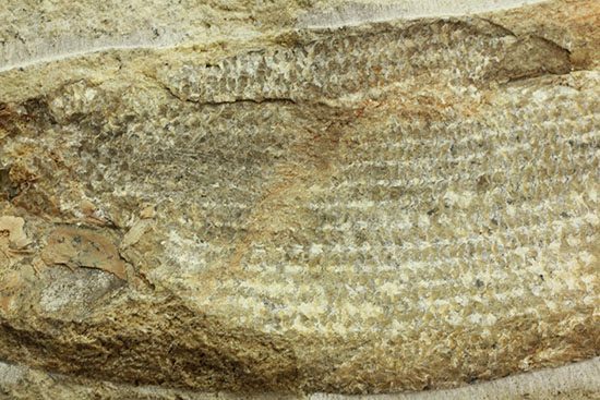 飾り映えします！ニシン目と推察される１億年前の古代魚の化石。ブラジル産。（その15）