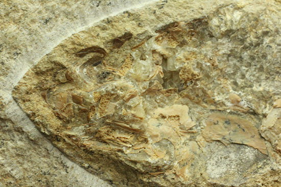 飾り映えします！ニシン目と推察される１億年前の古代魚の化石。ブラジル産。 化石 販売