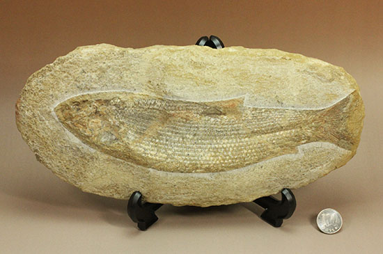 飾り映えします！ニシン目と推察される１億年前の古代魚の化石。ブラジル産。（その19）