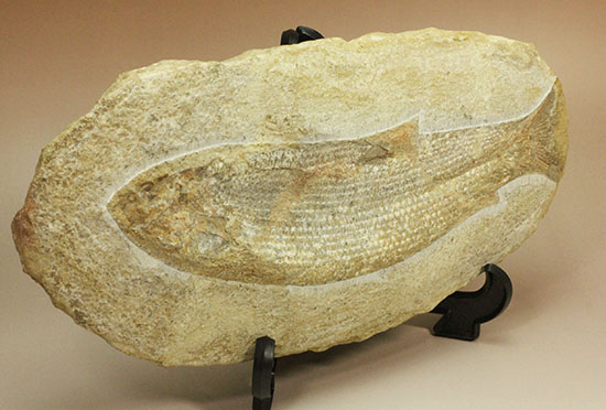 飾り映えします！ニシン目と推察される１億年前の古代魚の化石。ブラジル産。（その2）