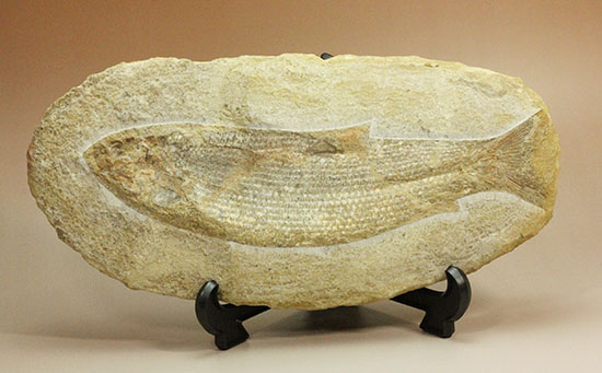 飾り映えします！ニシン目と推察される１億年前の古代魚の化石。ブラジル産。（その3）