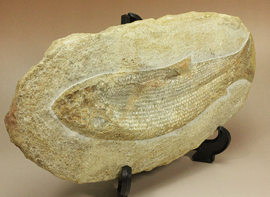 飾り映えします！ニシン目と推察される１億年前の古代魚の化石。ブラジル産。（その5）