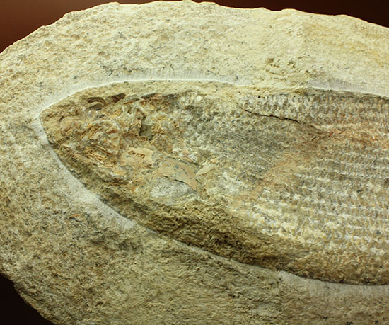 飾り映えします！ニシン目と推察される１億年前の古代魚の化石。ブラジル産。（その7）