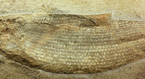 飾り映えします！ニシン目と推察される１億年前の古代魚の化石。ブラジル産。（その8）