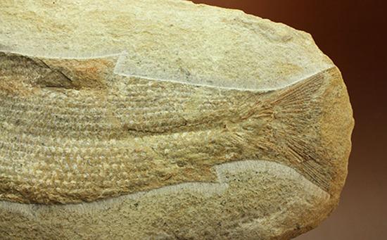 飾り映えします！ニシン目と推察される１億年前の古代魚の化石。ブラジル産。（その9）