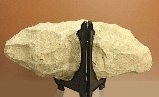 鋭角な頭部、鋭い歯が残る、ブラジル・セアラ産肉食魚カマスの魚化石（その10）