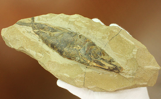 鋭角な頭部、鋭い歯が残る、ブラジル・セアラ産肉食魚カマスの魚化石（その11）